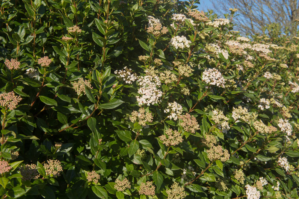 Half Standard Viburnum tinus 'Eve Price' - Image 4