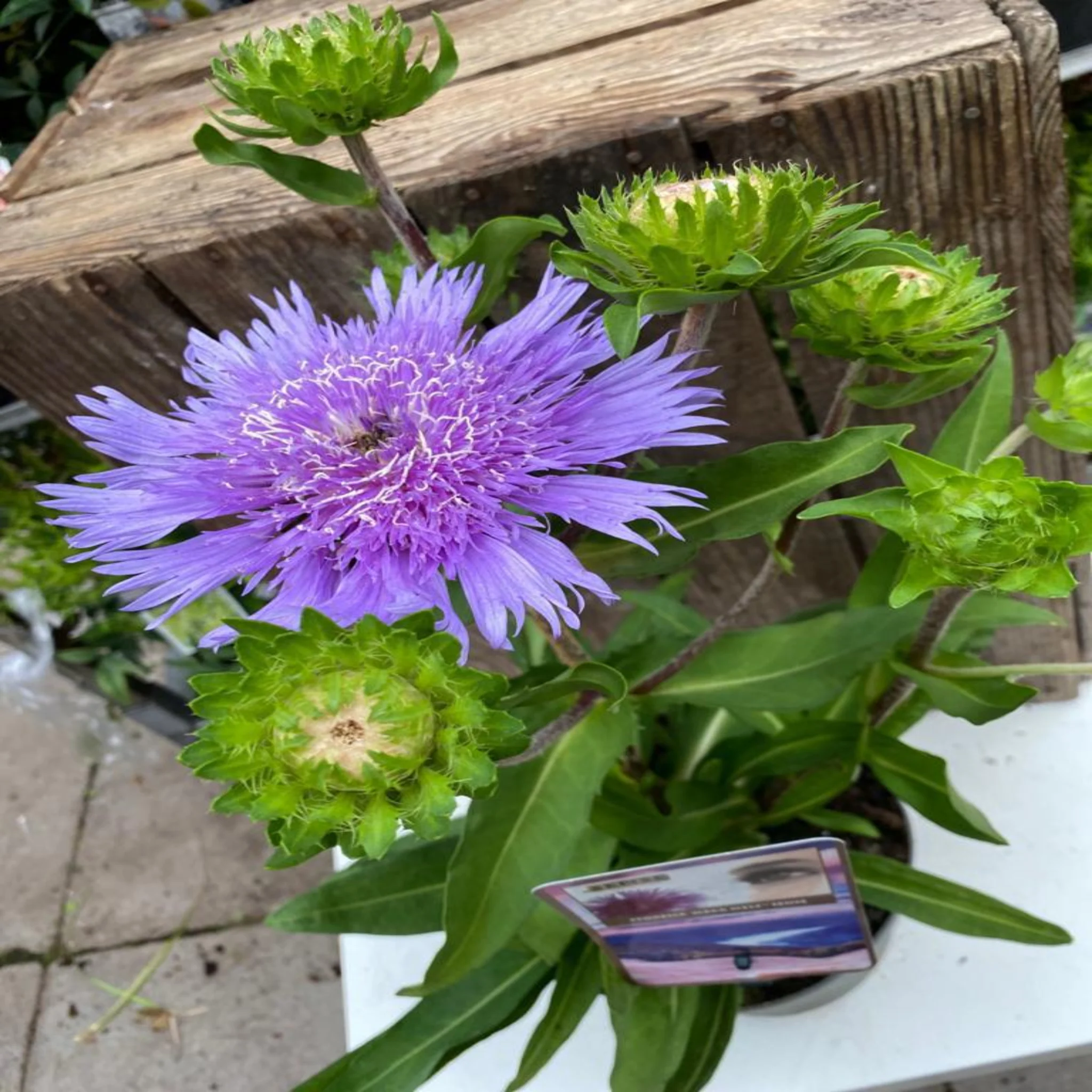 Stokesia laevis 'Mel's Blue' 9cm/2L - Image 2