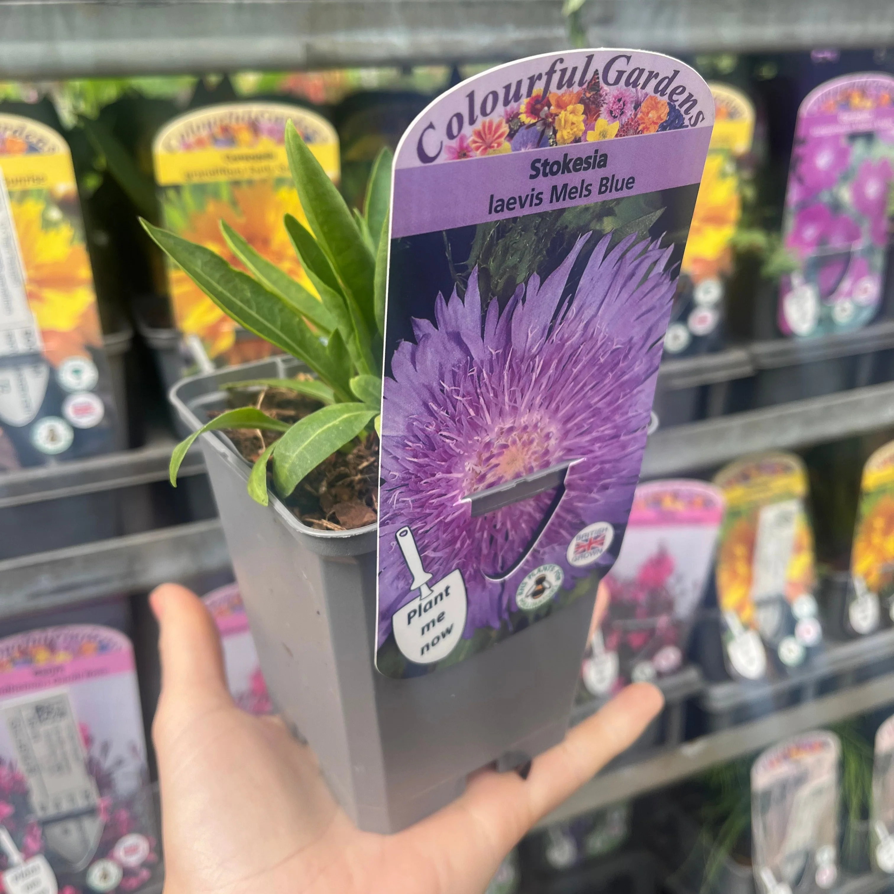Stokesia laevis 'Mel's Blue' 9cm/2L - Image 3