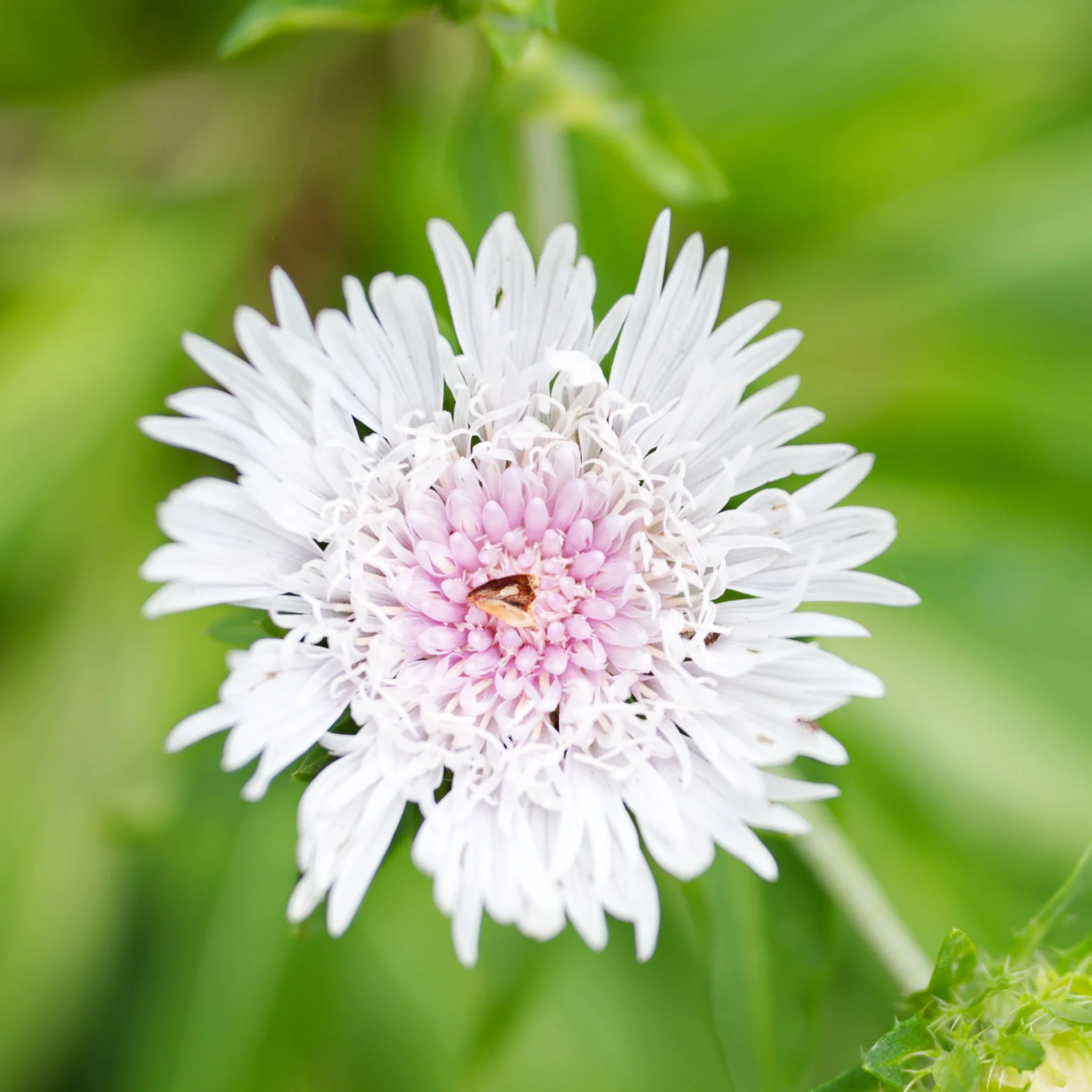 Stokesia 'Divinity' 2L - Image 2