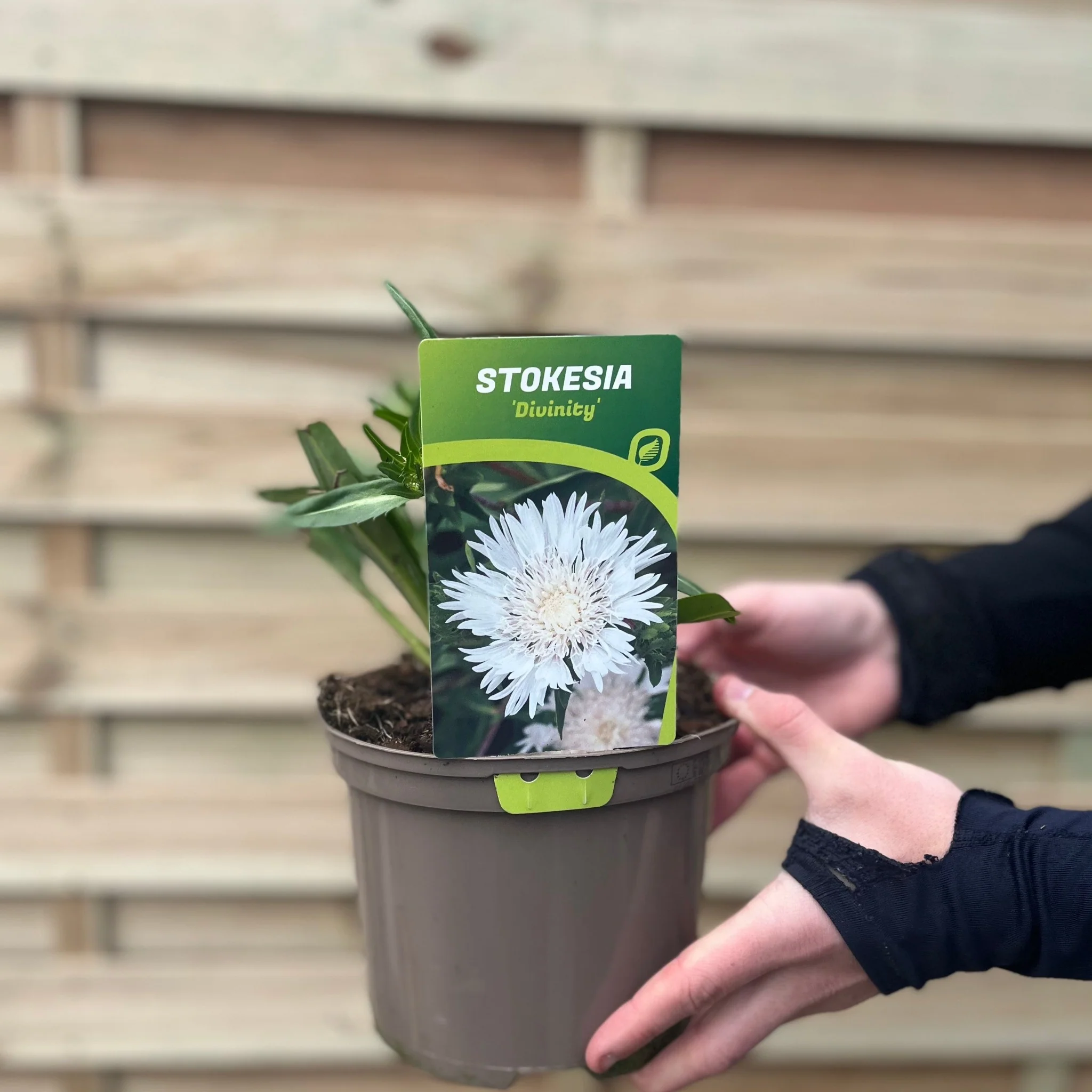 Stokesia 'Divinity' 2L - Image 3