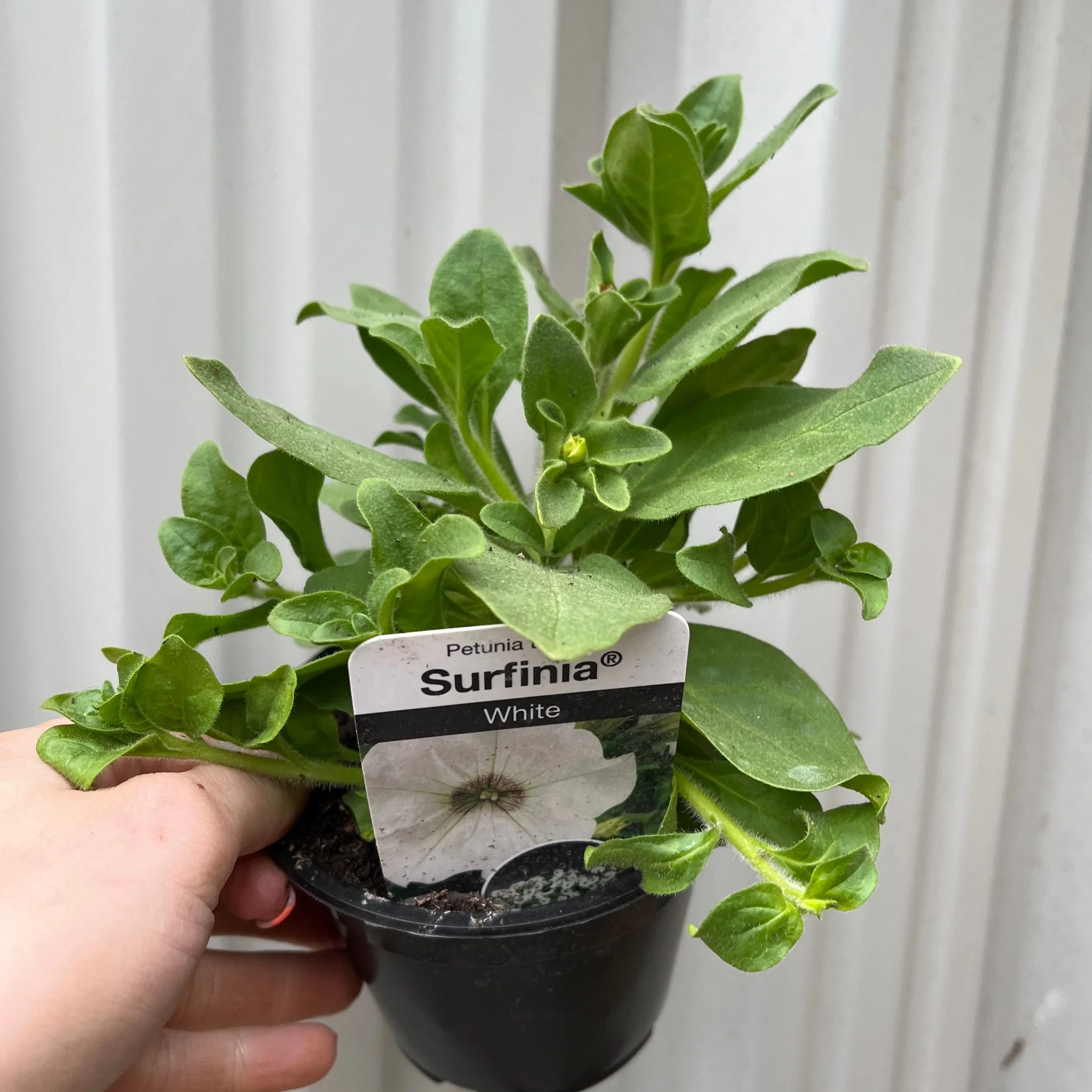 Petunia 'Trailing Surfinia White' 9cm - Image 2