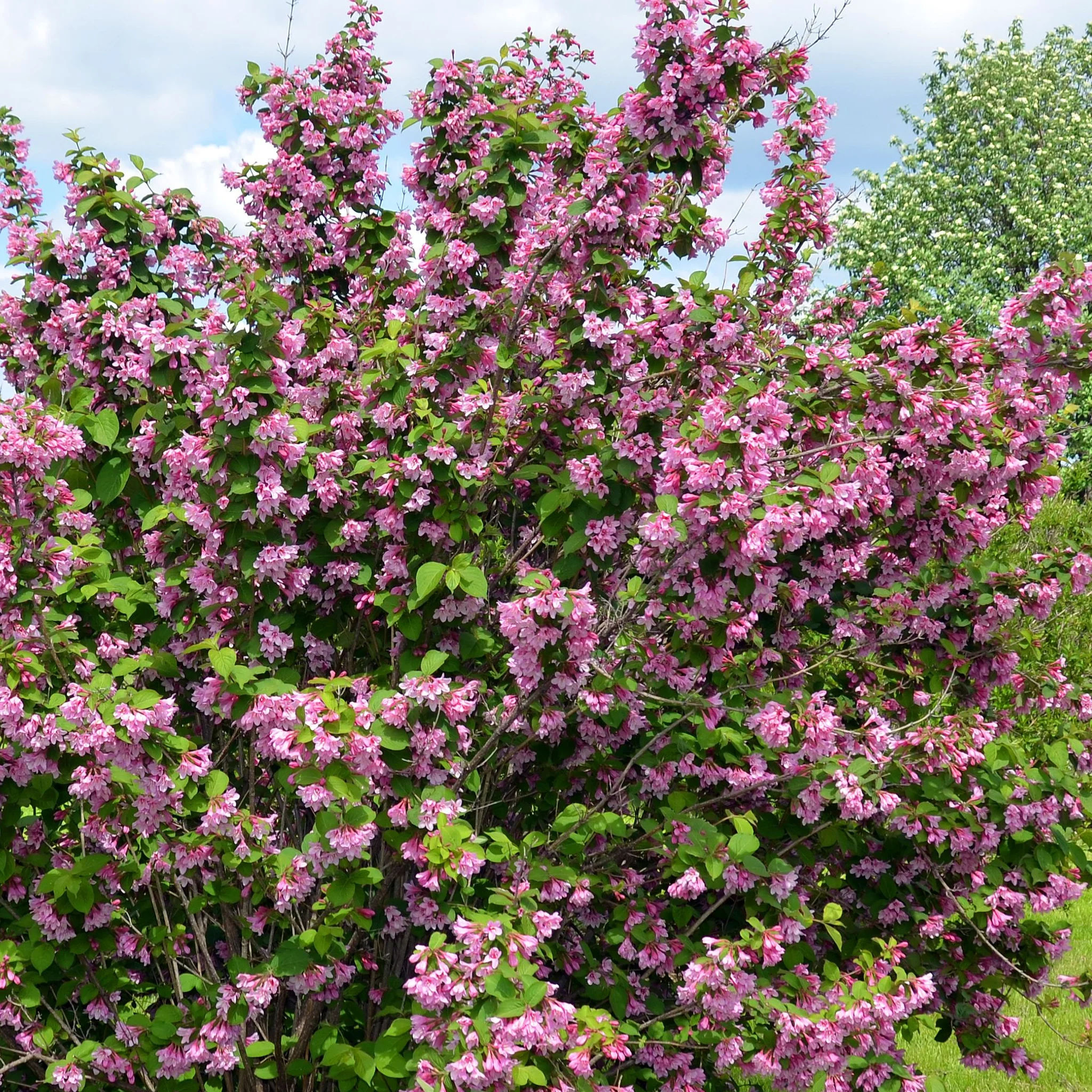 Syringa vulgaris (Lost Label) 5L - Image 4