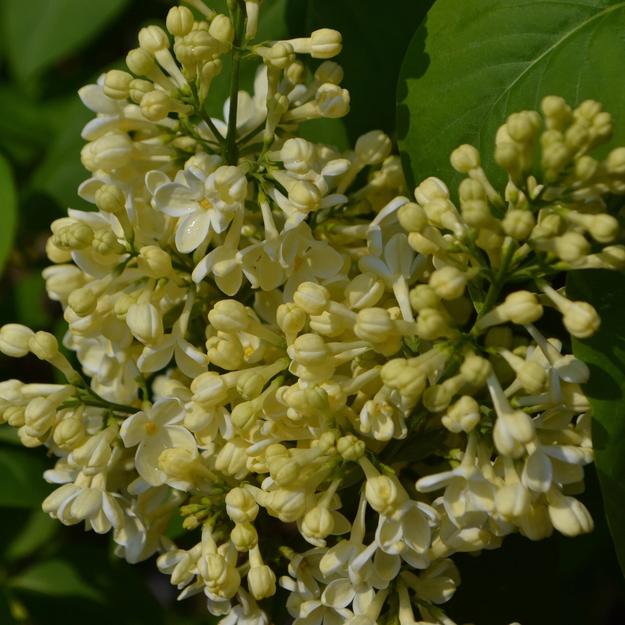 Syringa vulgaris 'Primrose' 3L