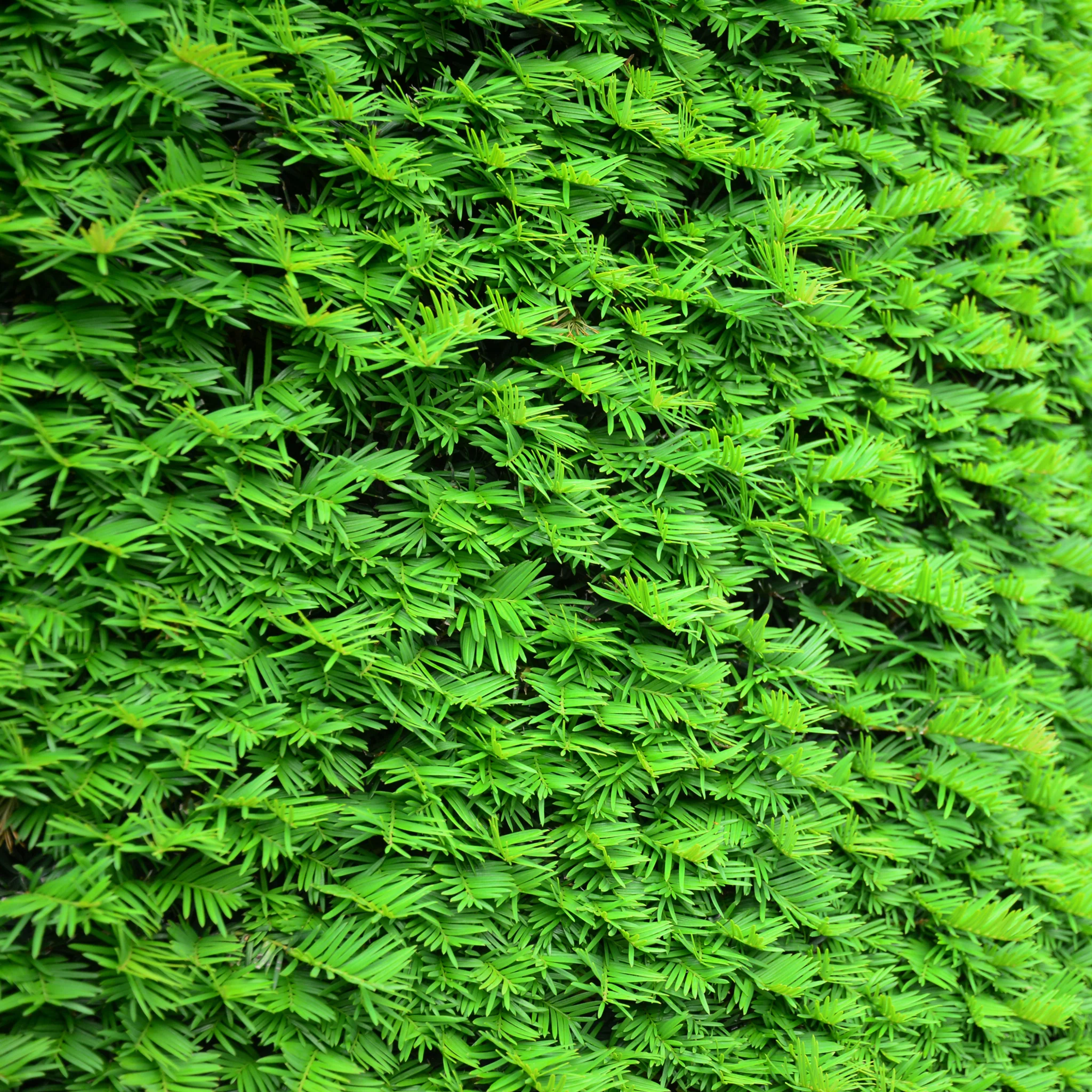 Yew Hedging - Taxus Baccata 9cm/2L - Image 3