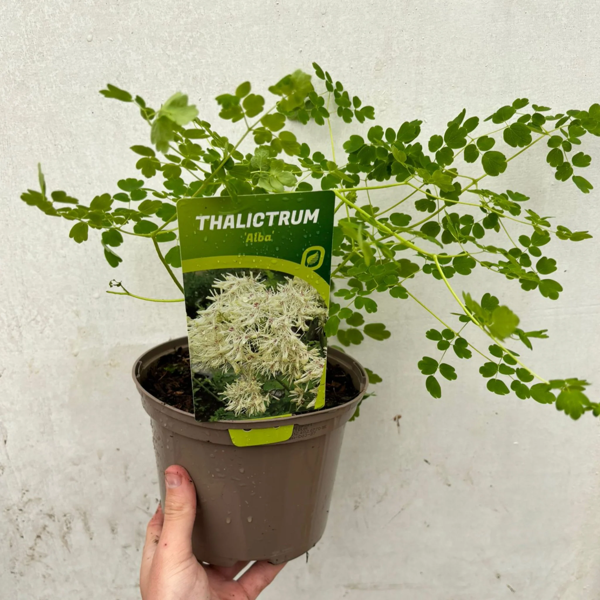 Thalictrum 'Alba' 2L - Image 2