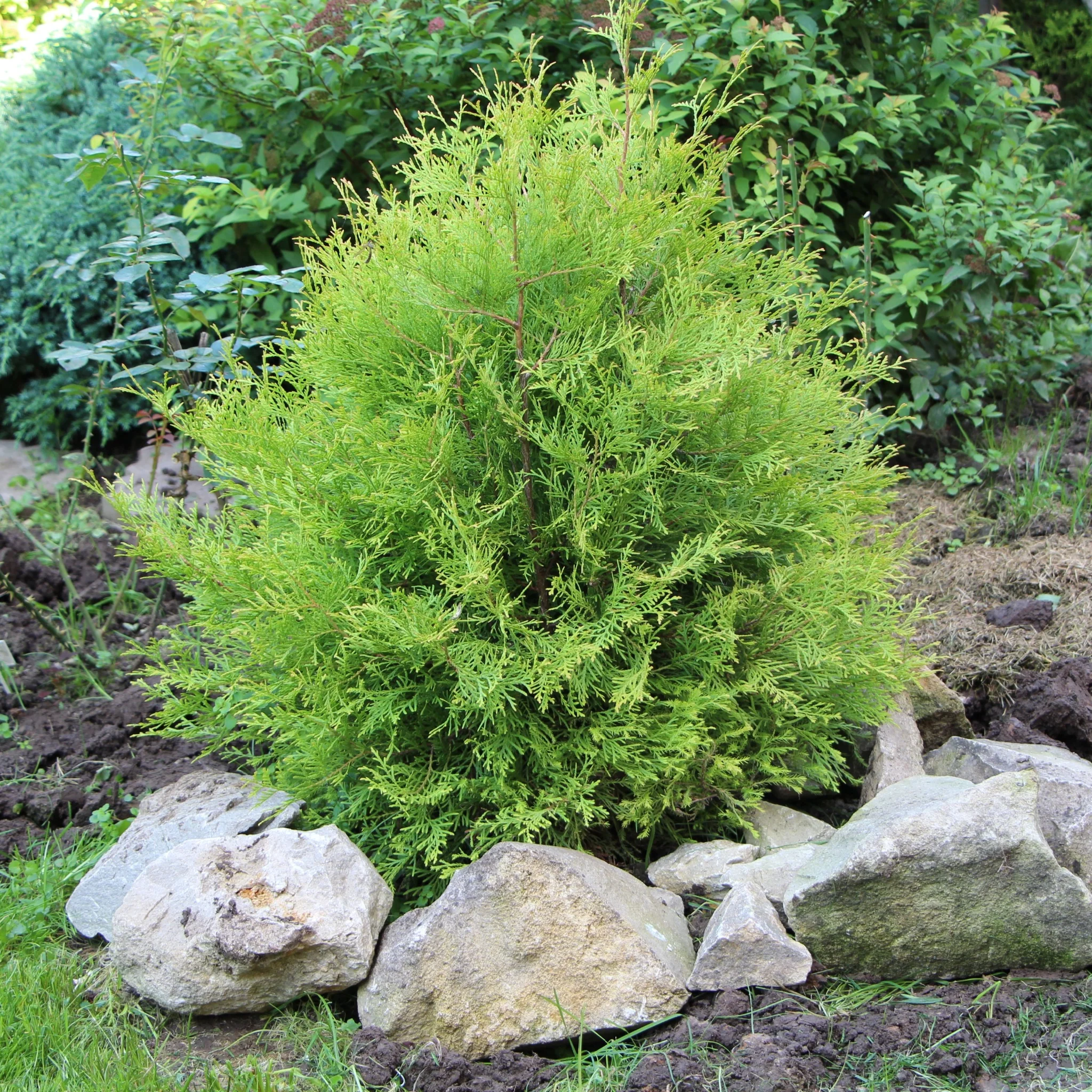 Thuja occidentalis 'Rheingold' 2L - Image 2