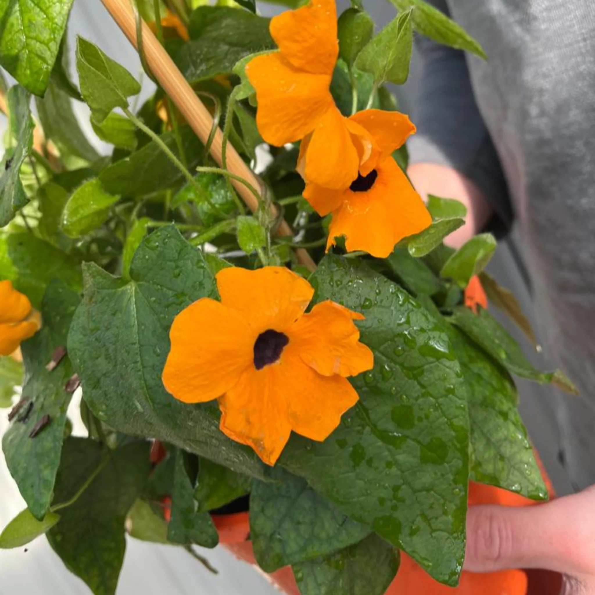 Thunbergia alata Black Eyed Susie (Orange Eye) - Image 2