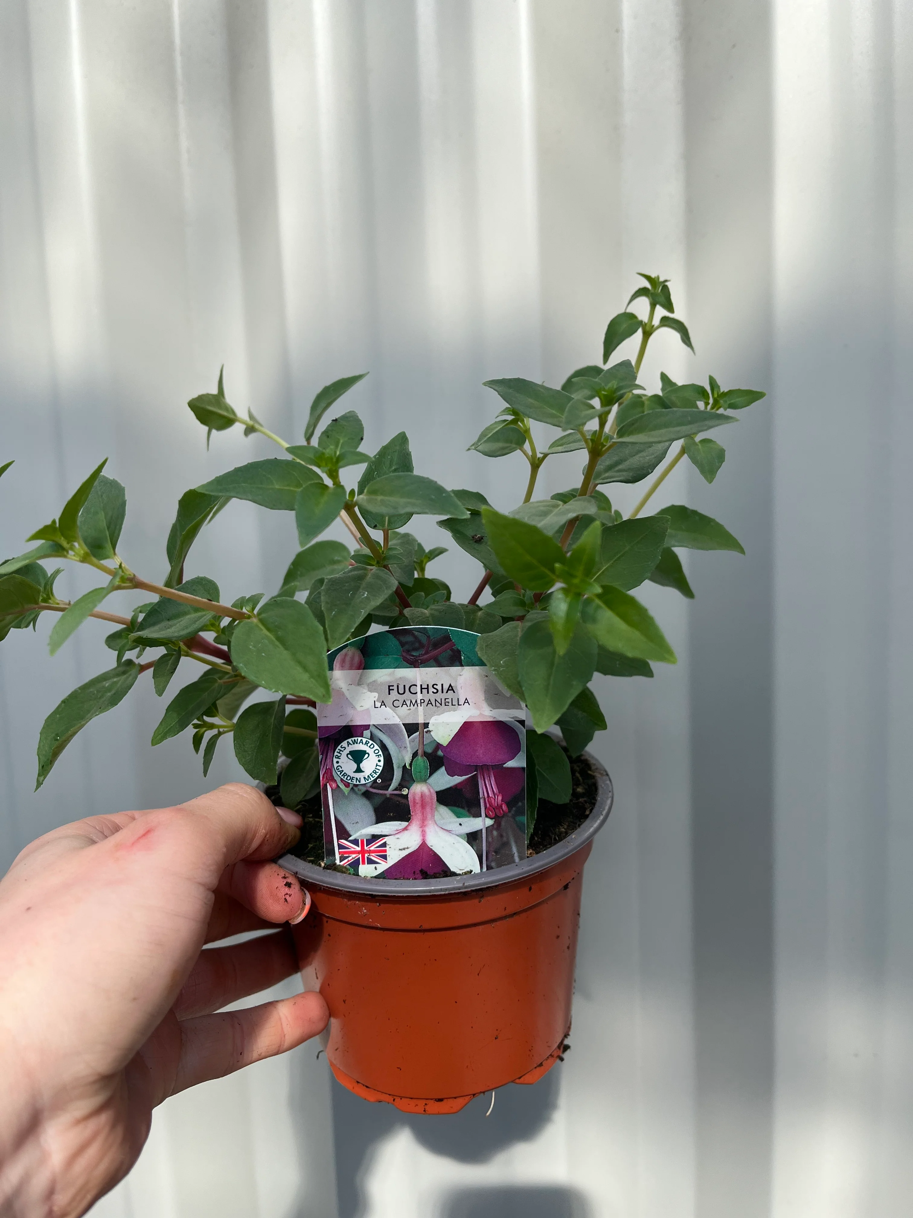 3 x Trailing Fuchsias (3 x 9cm Pots) - Image 2