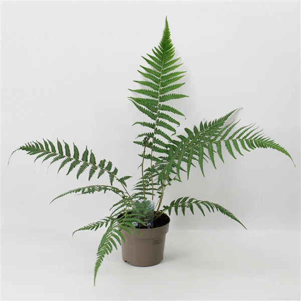 Dicksonia antarctica 'Tree Fern' 1/2/5L - Image 5