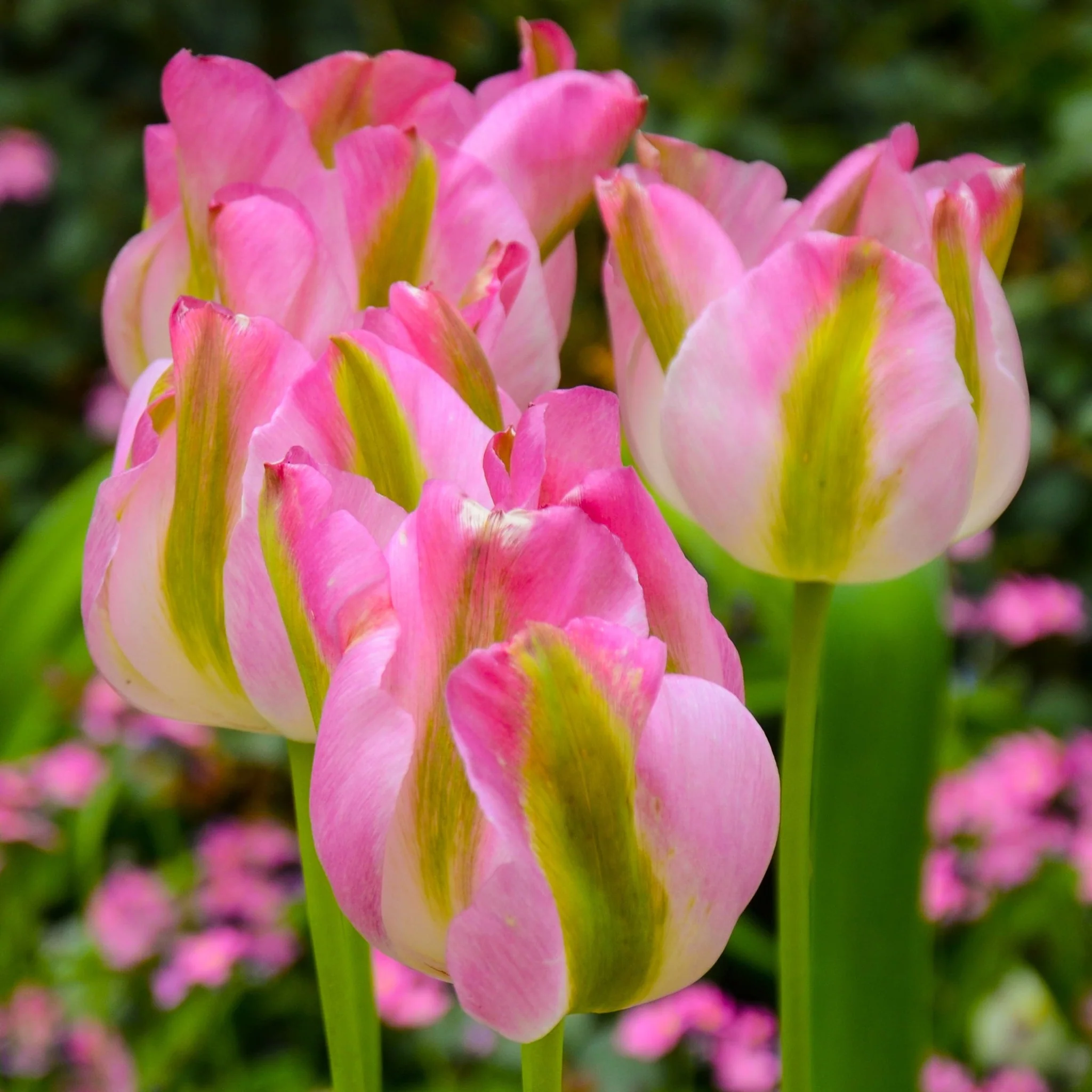 Tulip 'Groenland' (5 Bulbs) - Image 2