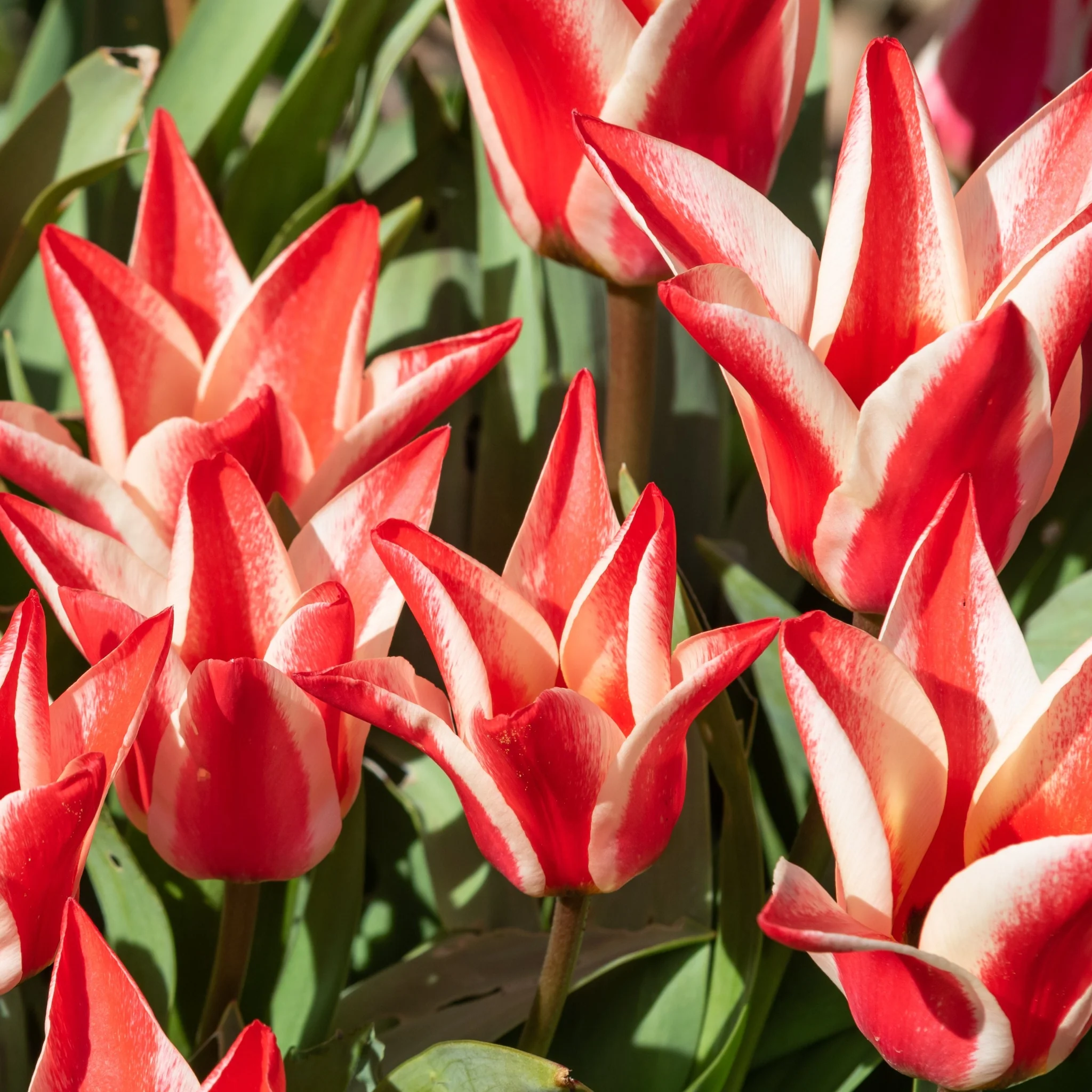 Dwarf Tulip 'Pinocchio' (6 Bulbs) - Image 2