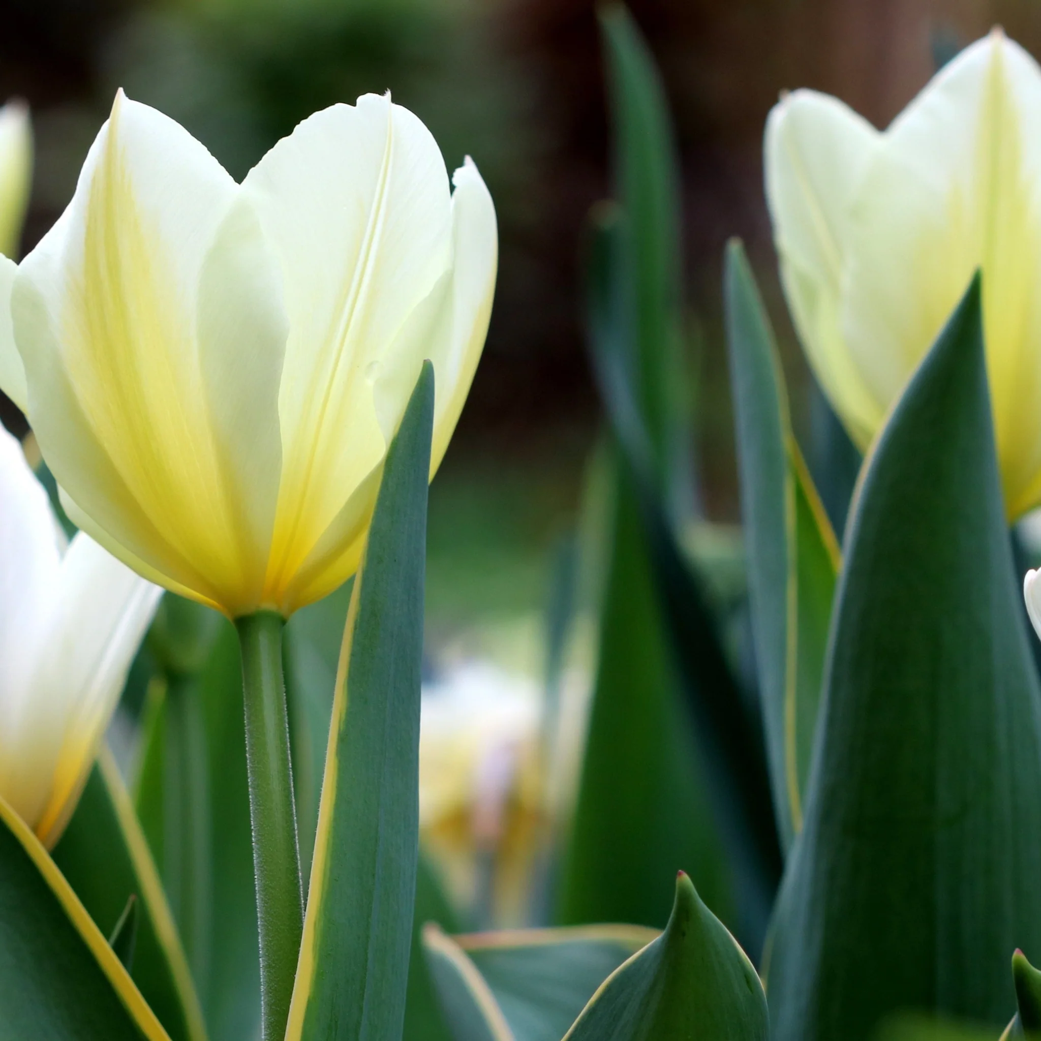 Tulip 'Purissima' (4 Bulbs) - Image 3