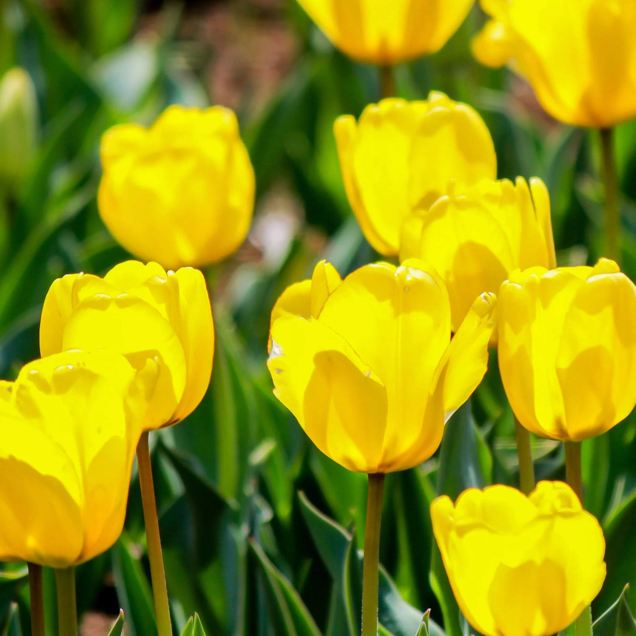 Tulip 'Candela' (4 Bulbs) - Image 3
