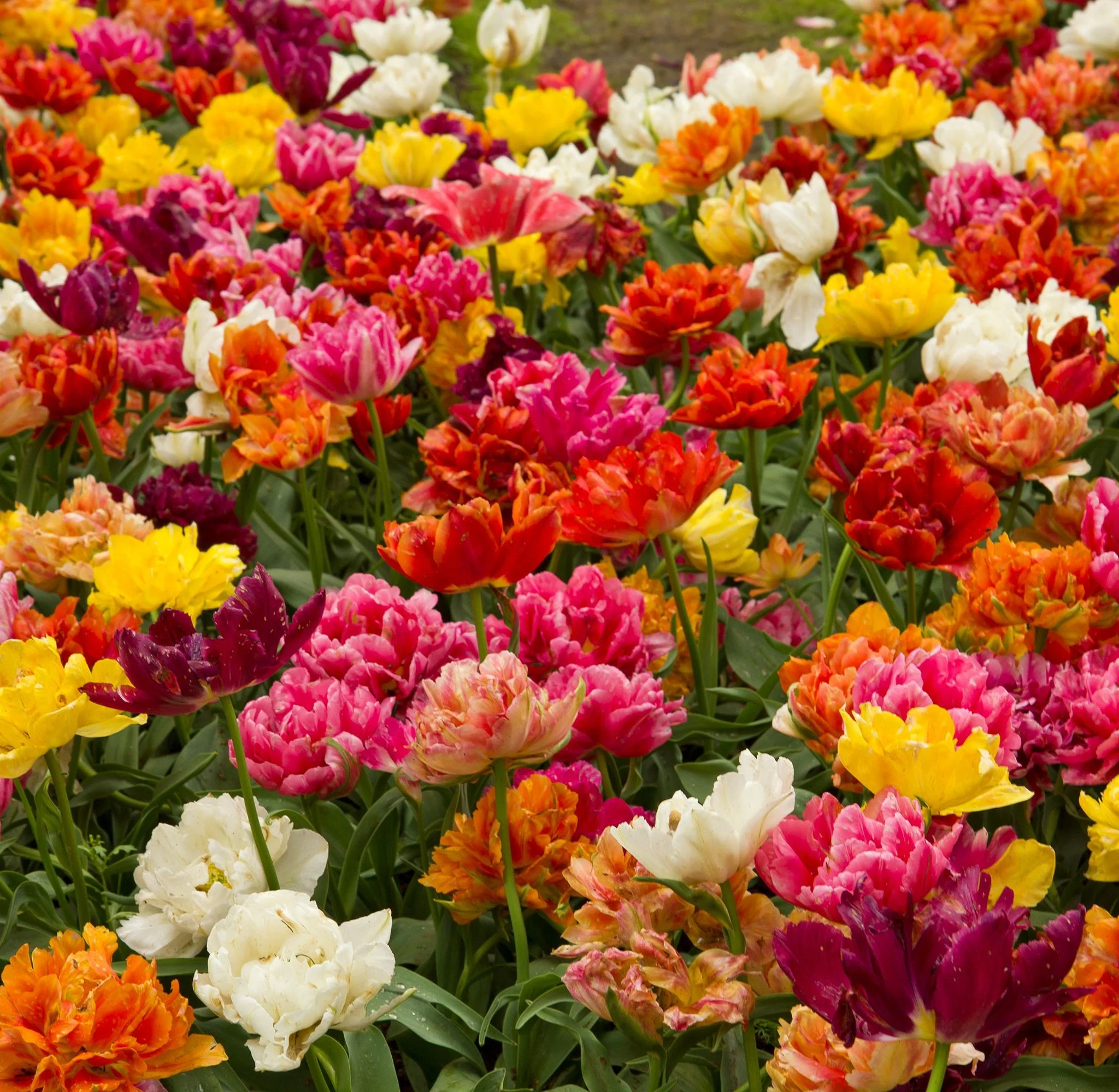 Tulip Double Mixed (12 Bulbs) - Image 2