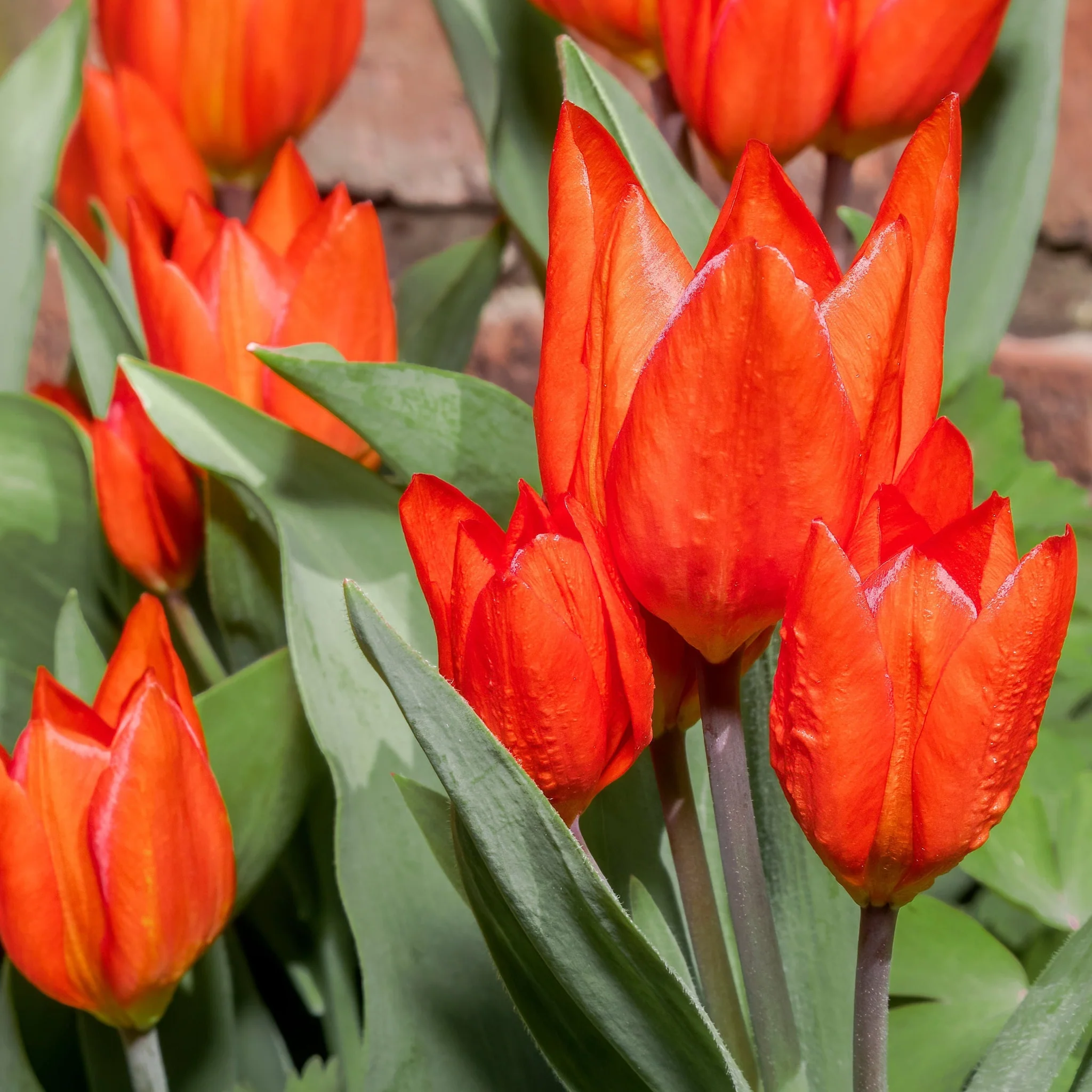 Tulip 'Praestans Van Tubergen' (8 Bulbs) - Image 2