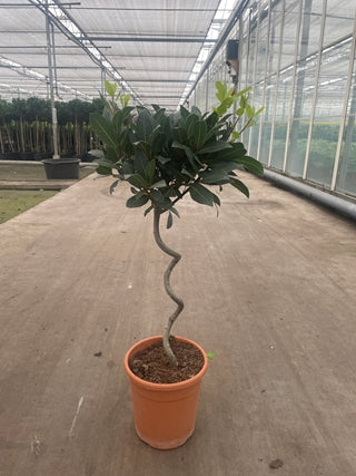 Corkscrew Twisted Stem Standard Bay Tree | Laurus nobilis | 50-60cm, 70-80cm (Multibuy Offers Available) - Image 4