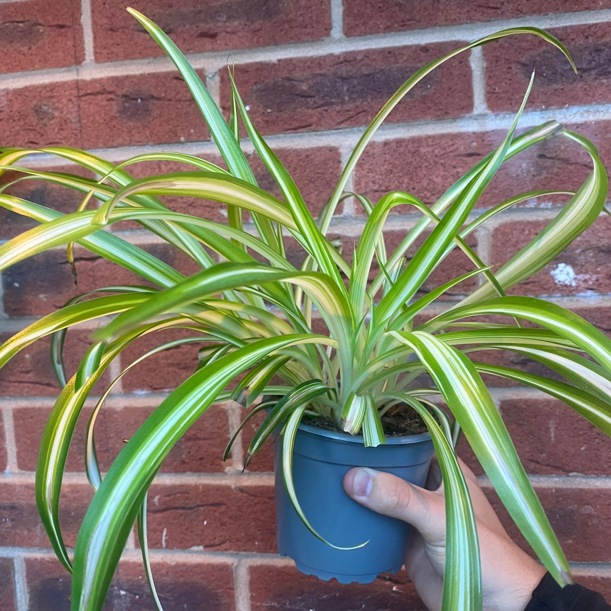 Chlorophytum variagata (Spider Plant) 25-30cm - Image 4
