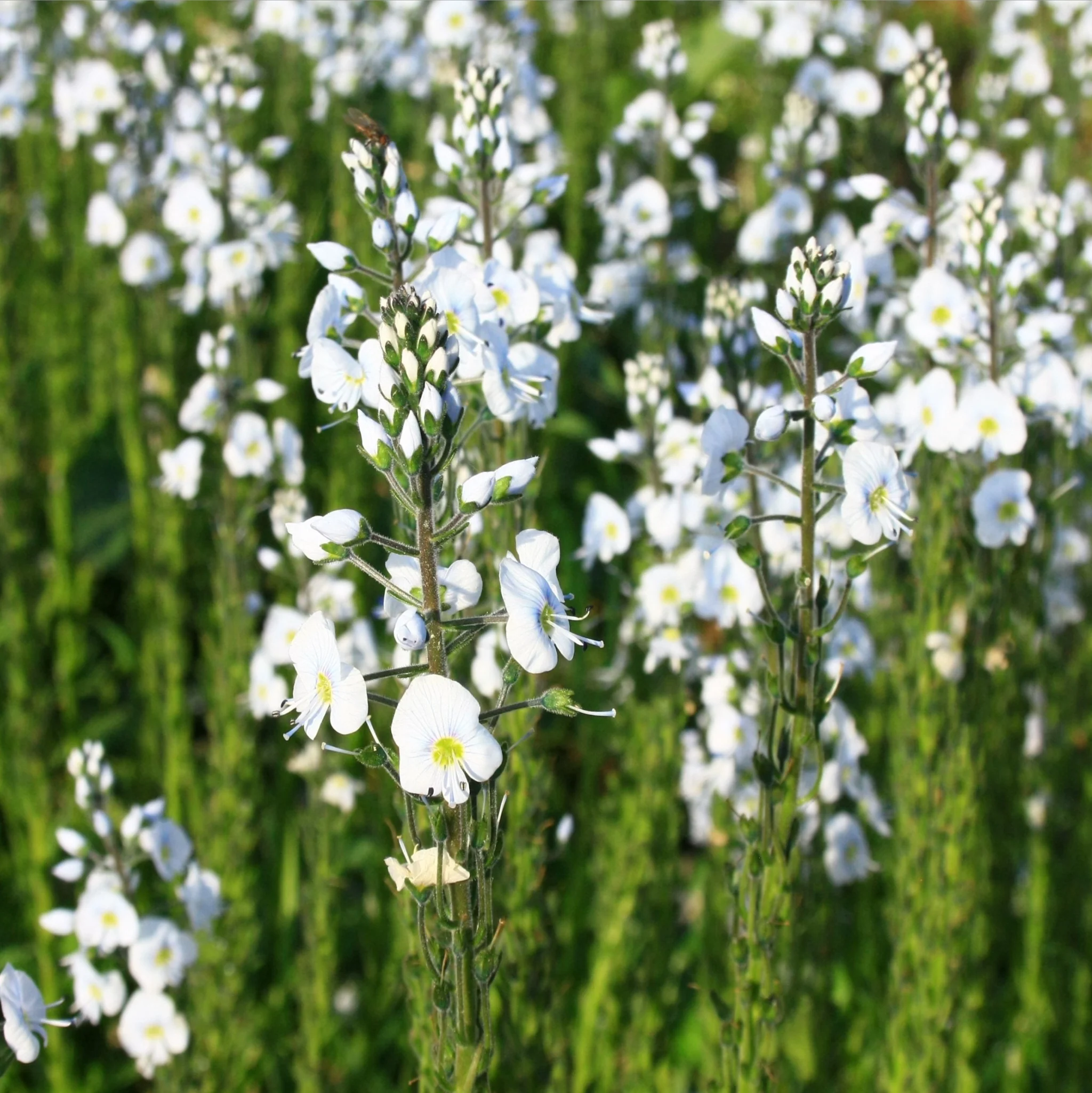 Veronica gentianoides 9cm Pot - Image 2
