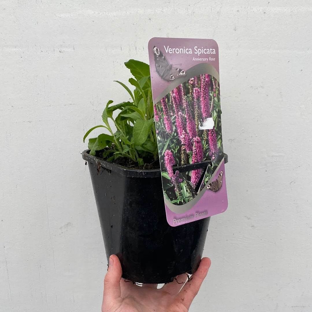 Veronica 'Anniversary Pink' 9cm/2L - Image 4
