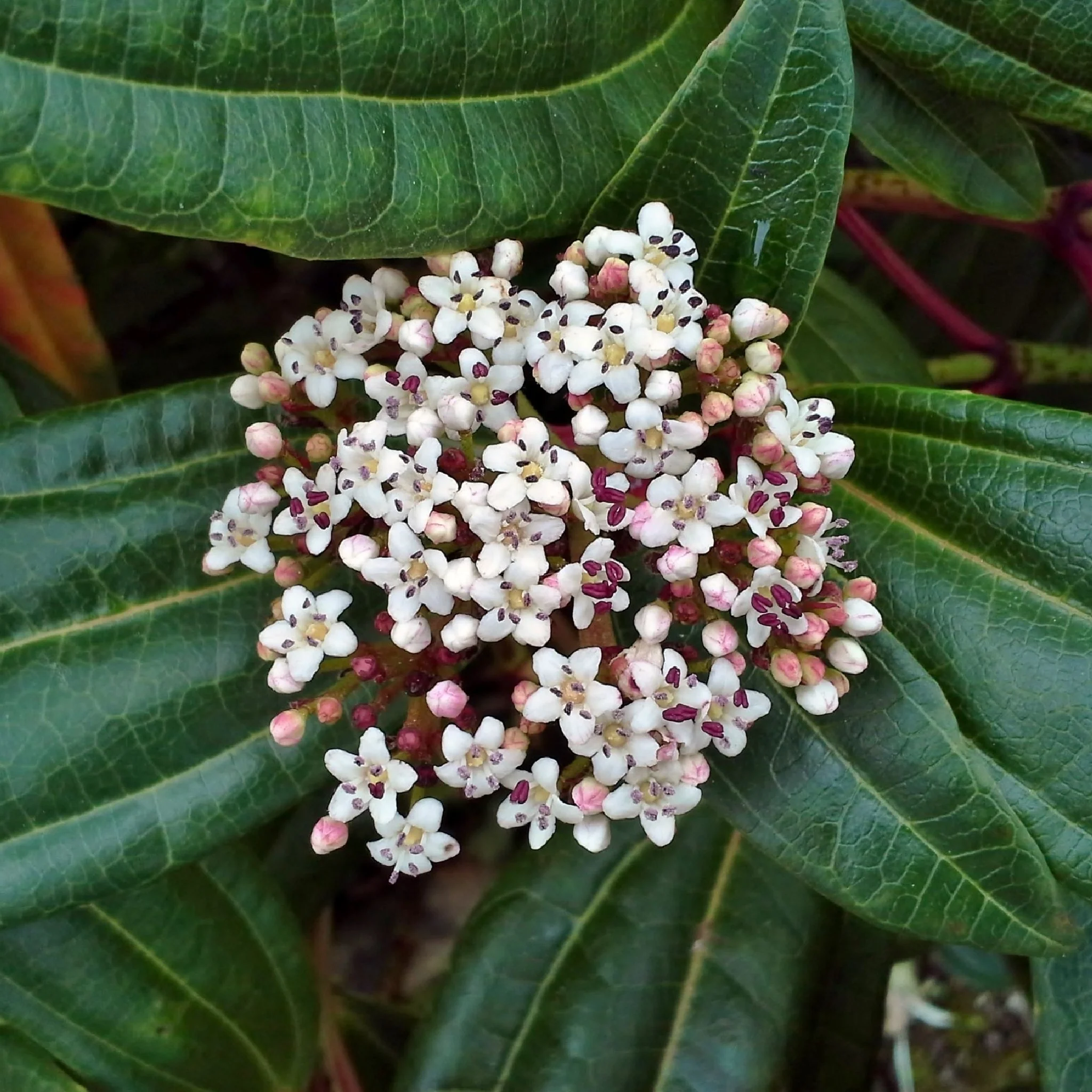 Viburnum davidii 9cm - Image 2