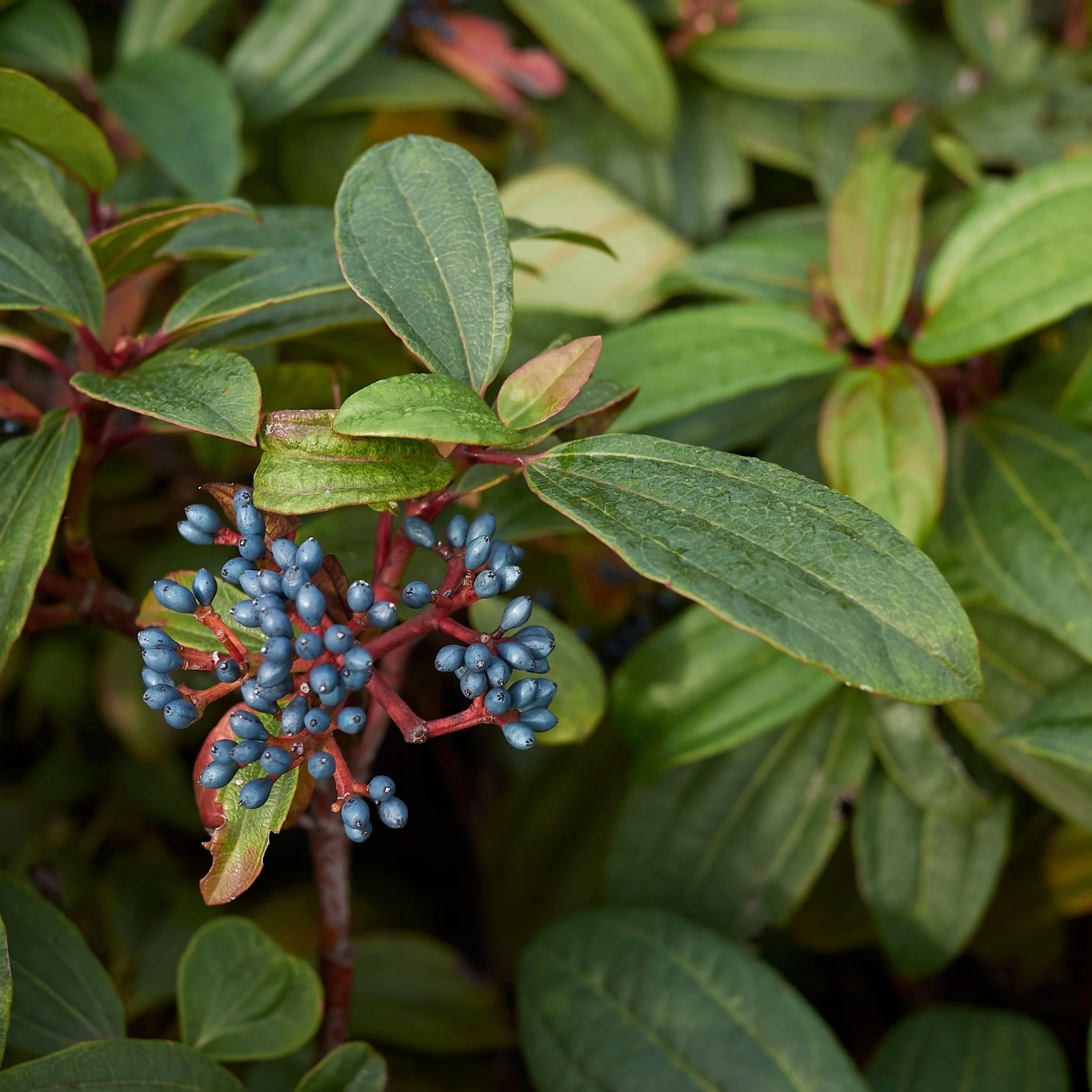 Viburnum davidii 9cm - Image 3