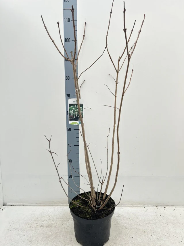 Viburnum opulus 'Roseum' (Snowball) 9cm / 2L / 5L - Image 5