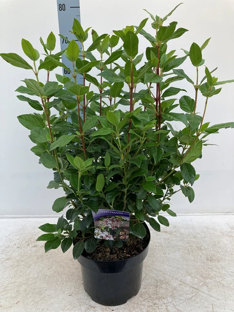 Viburnum tinus 2L / 5L - Image 5