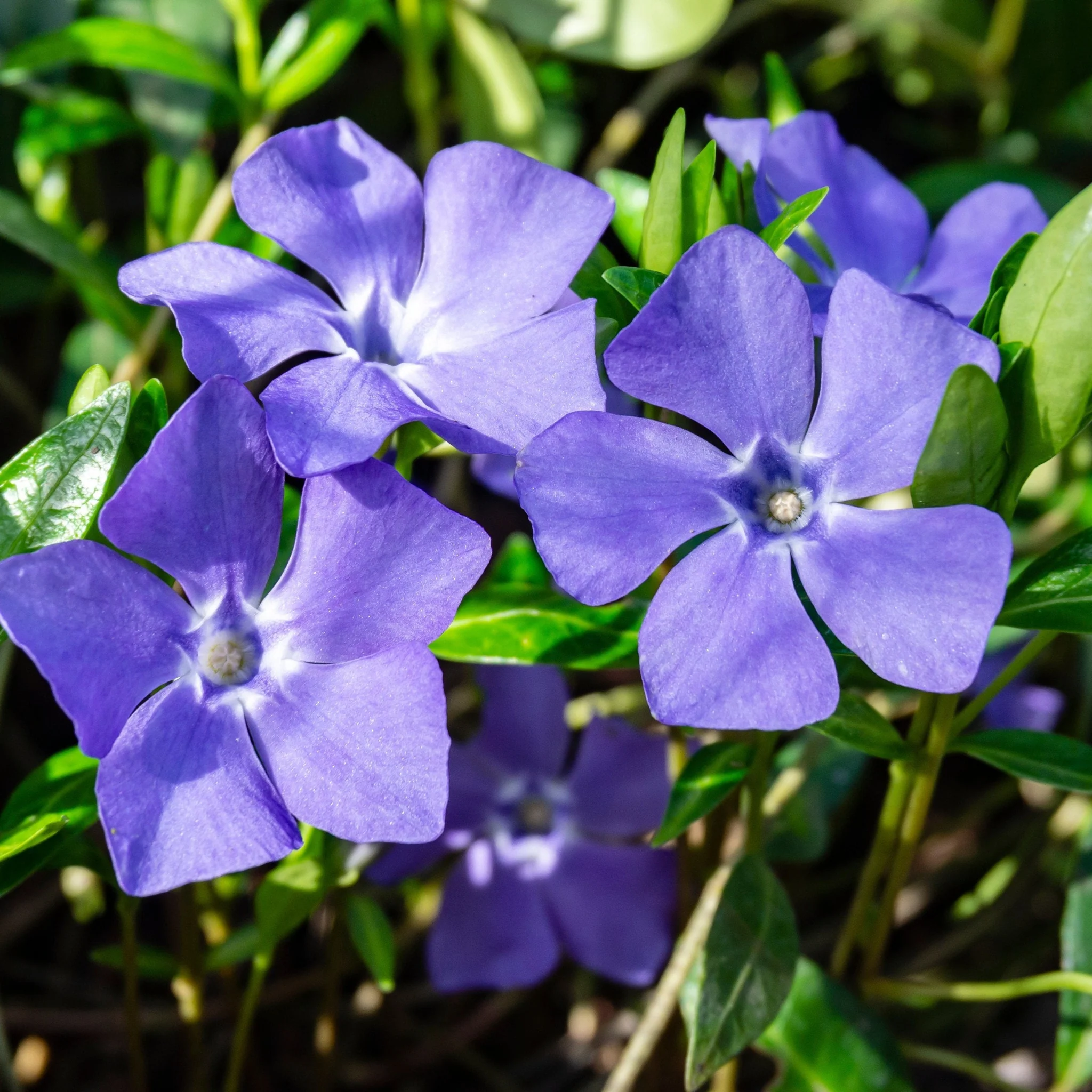 Vinca minor ‘marie’ 9cm / 2L - Image 2