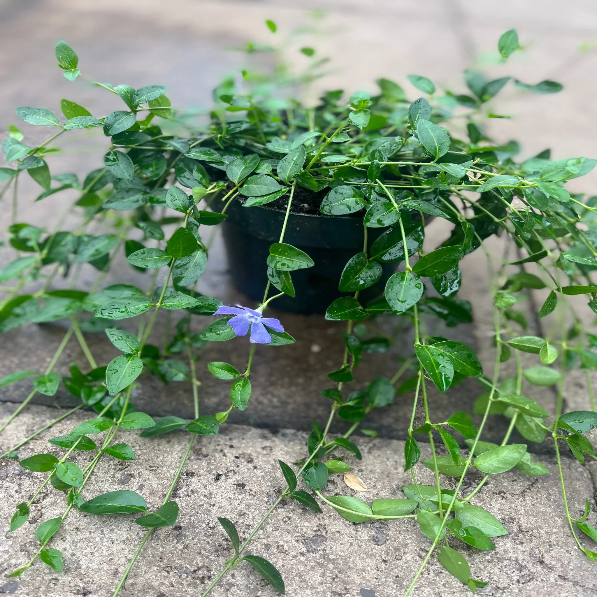 Vinca minor ‘marie’ 9cm / 2L - Image 4
