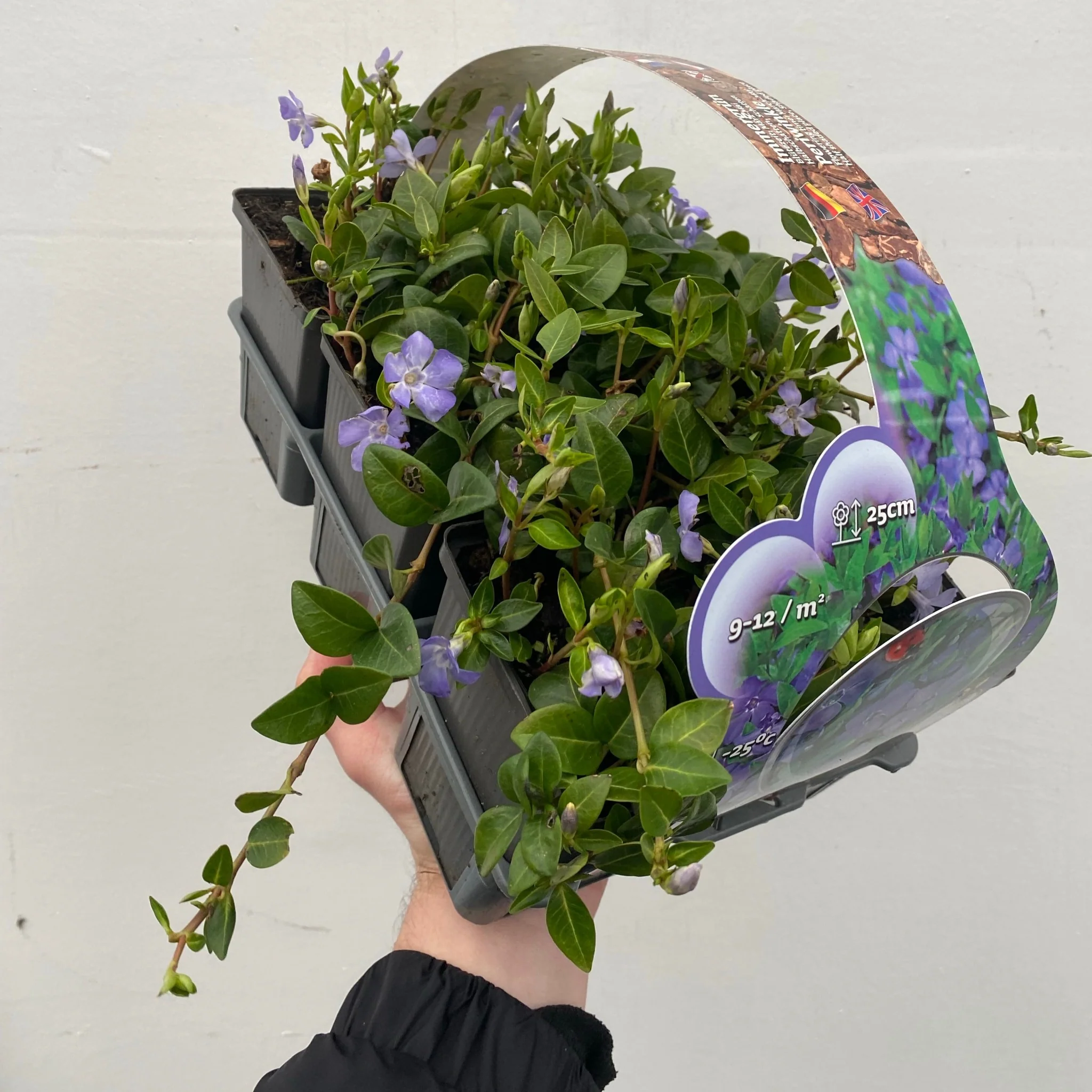 Vinca minor (periwinkle) 6 x 9cm pots - Image 3