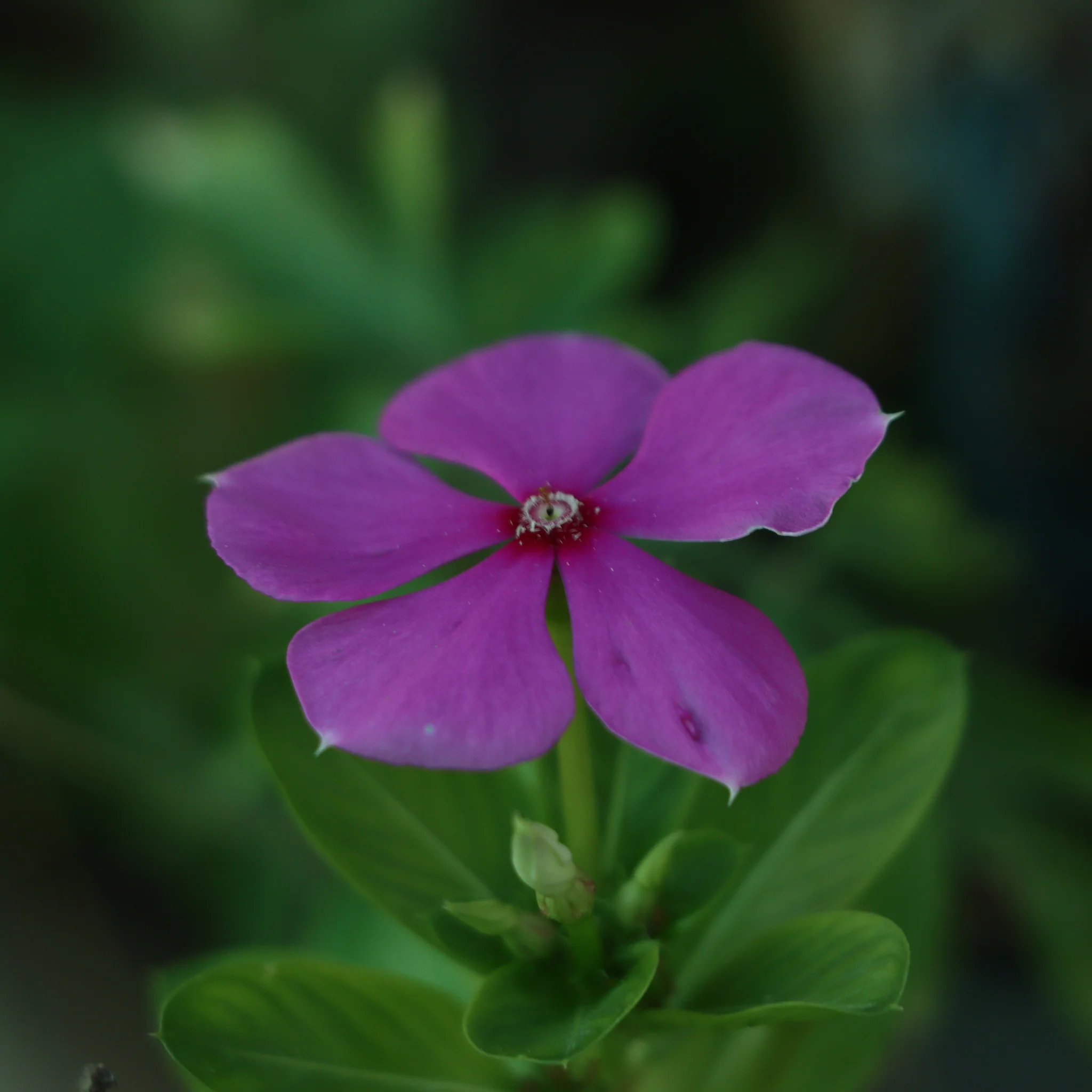 Vinca minor Tricolour | Periwinkle | 2L - Image 4