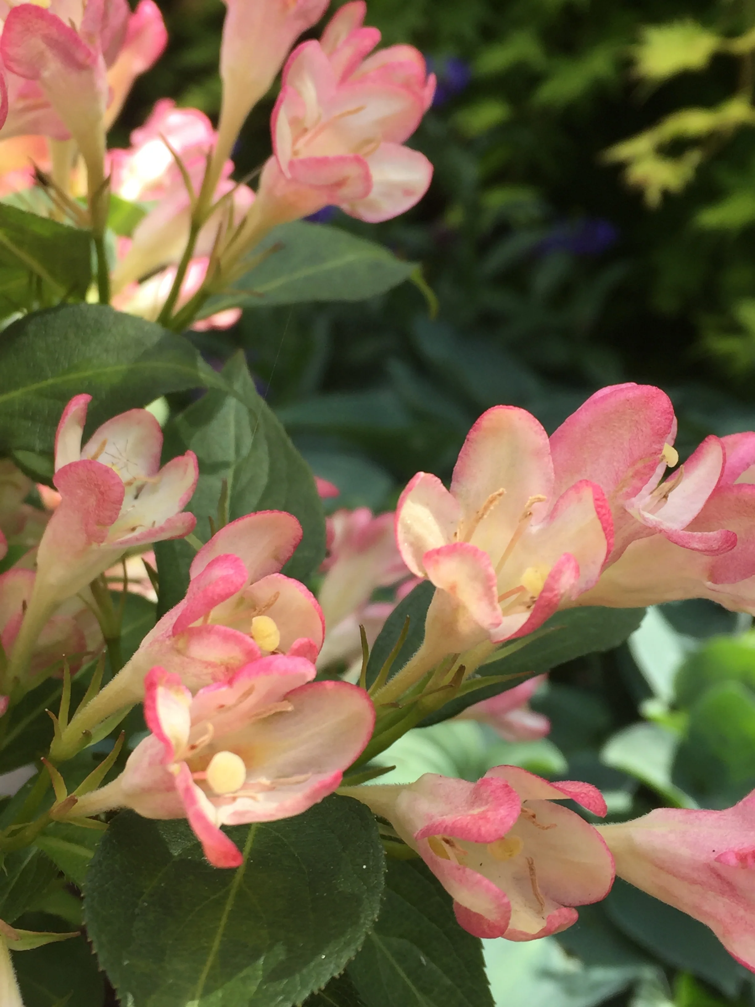 Weigela 'All Summer Peach' 9cm - Image 3