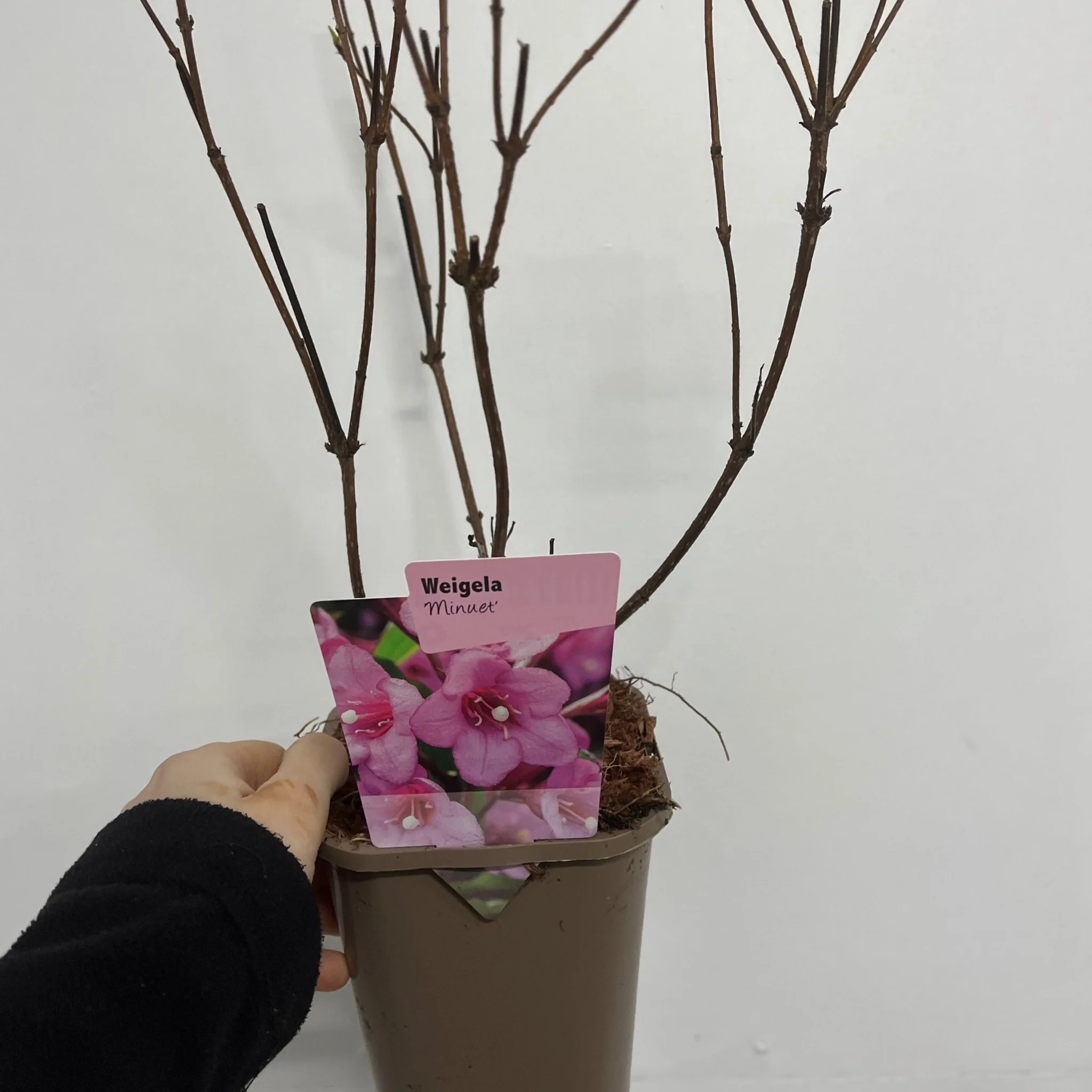 Weigela 'Minuet' 1L / 2L - Image 3