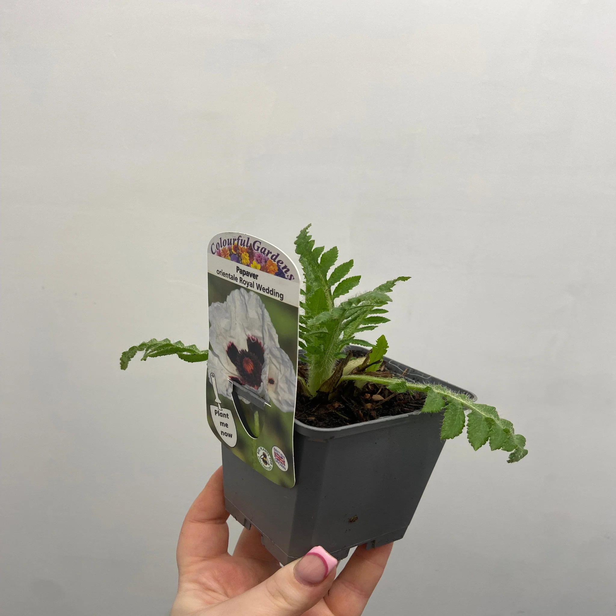 Papaver orientale 'Royal Wedding' | Oriental Poppy 9cm/2L - Image 4