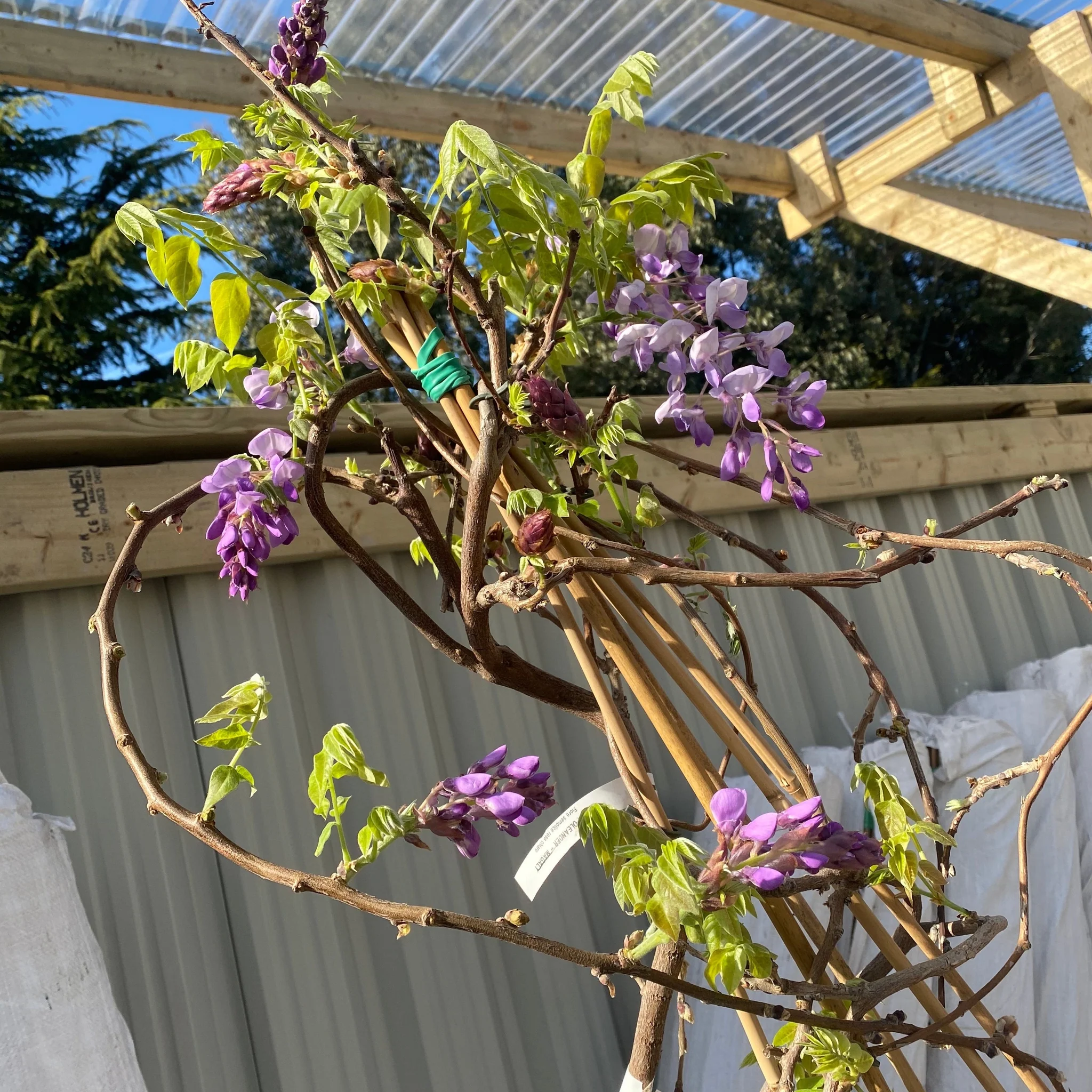 Wisteria Brachybotrys ikon yama fuji - 6.5L - Image 3