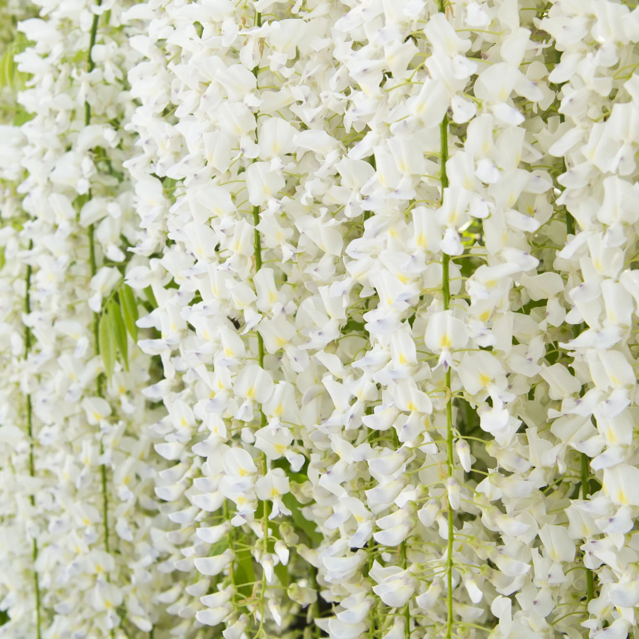 Wisteria sinensis 'Alba' 2L 100-120cm - Image 2