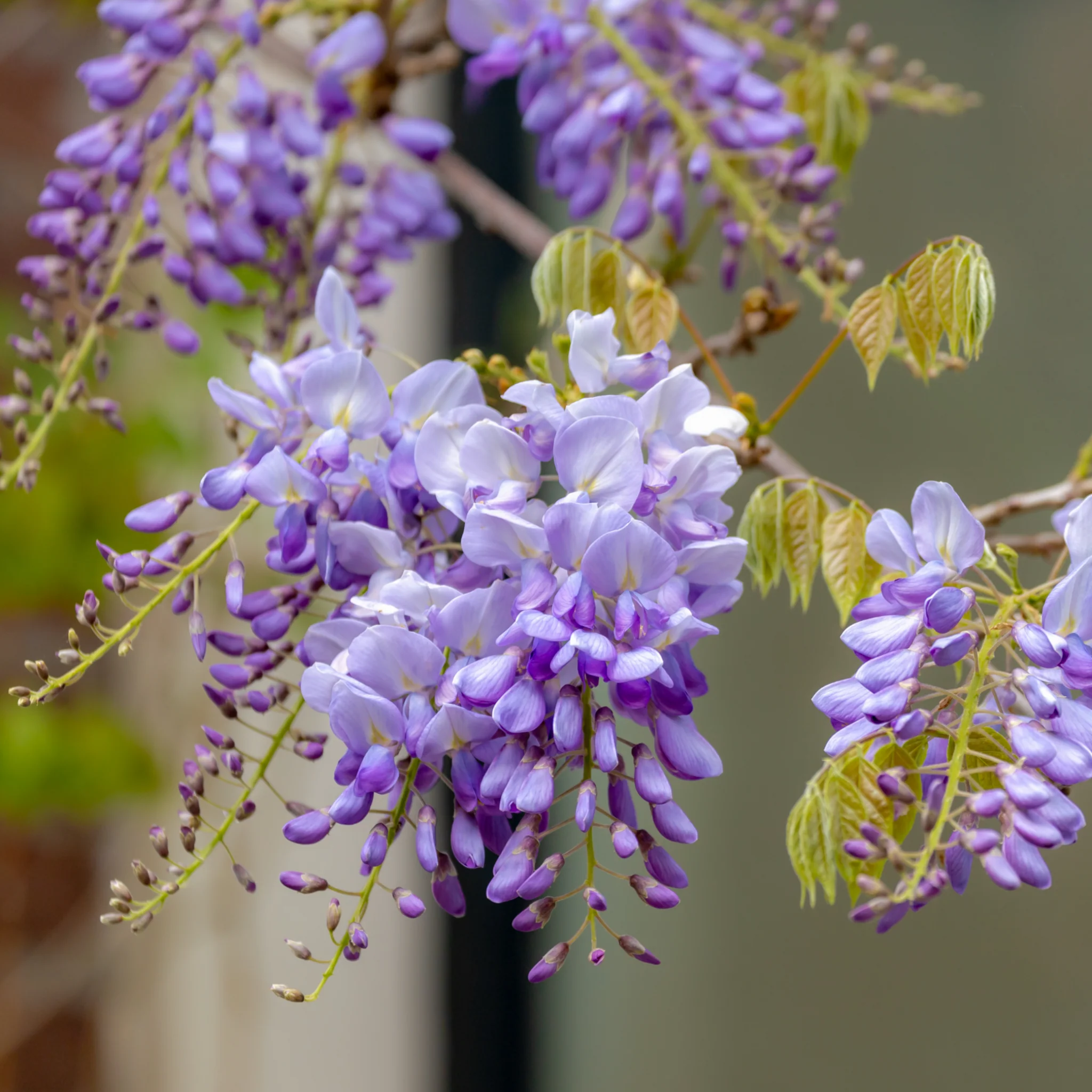 Wisteria sinensis on Frame 'Amethyst Falls' | Will Flower This Summer - Image 6