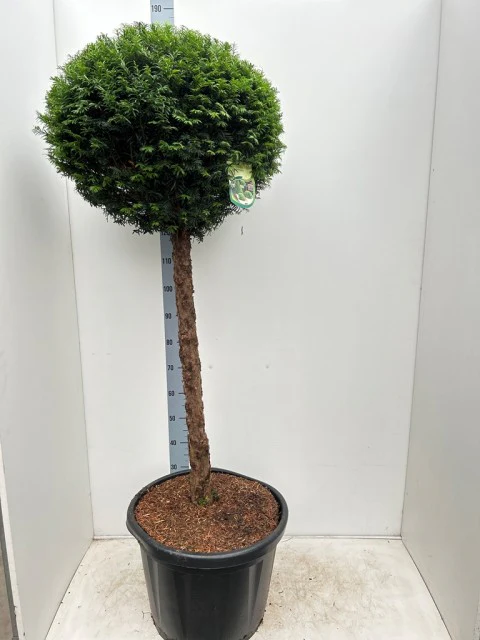 Yew Ball on Stem - Taxus Baccata 45L 170-180cm (STEM 80cm) - Image 3
