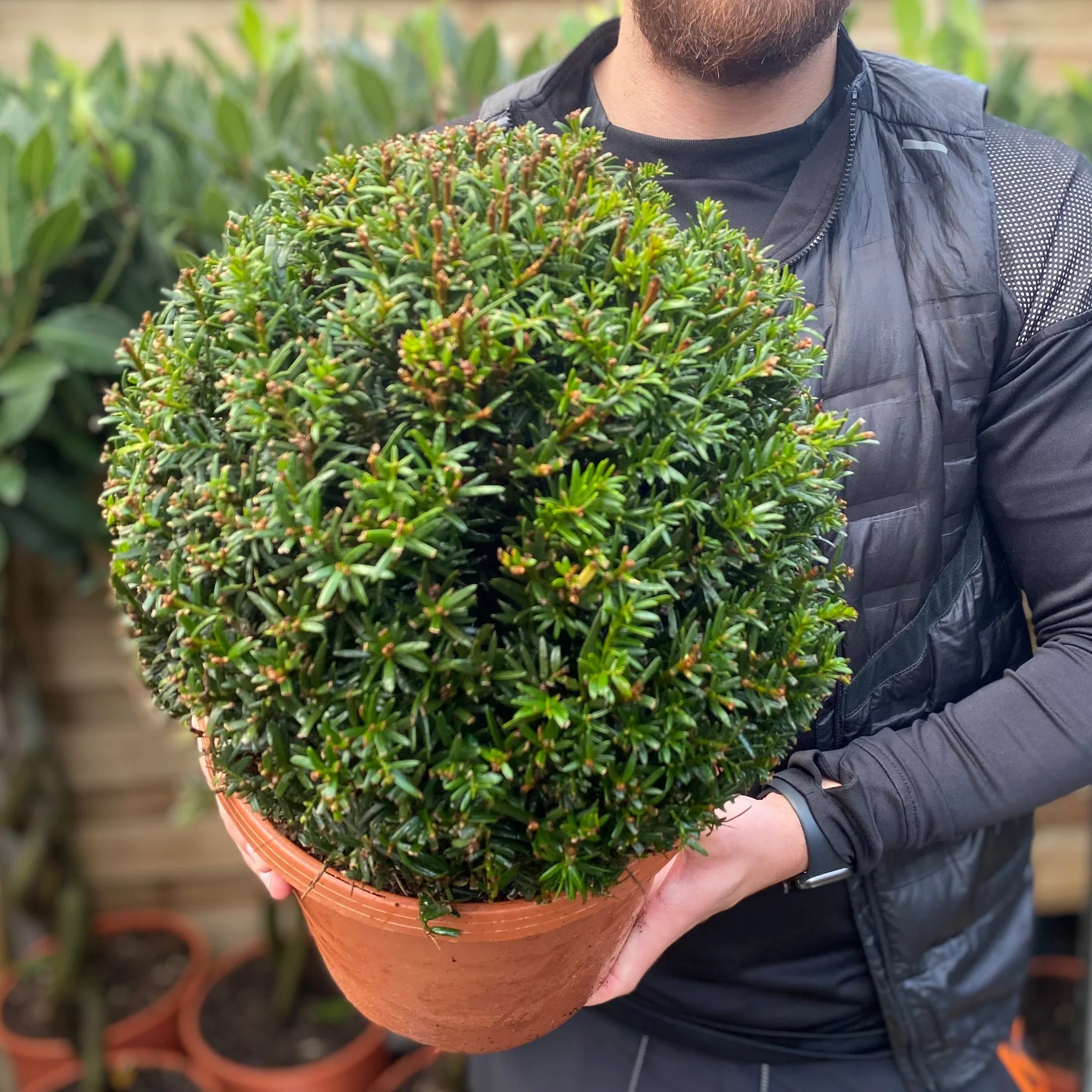 Yew Ball - Taxus Baccata Ball 6L / 7L / 10L / 22L - Image 3