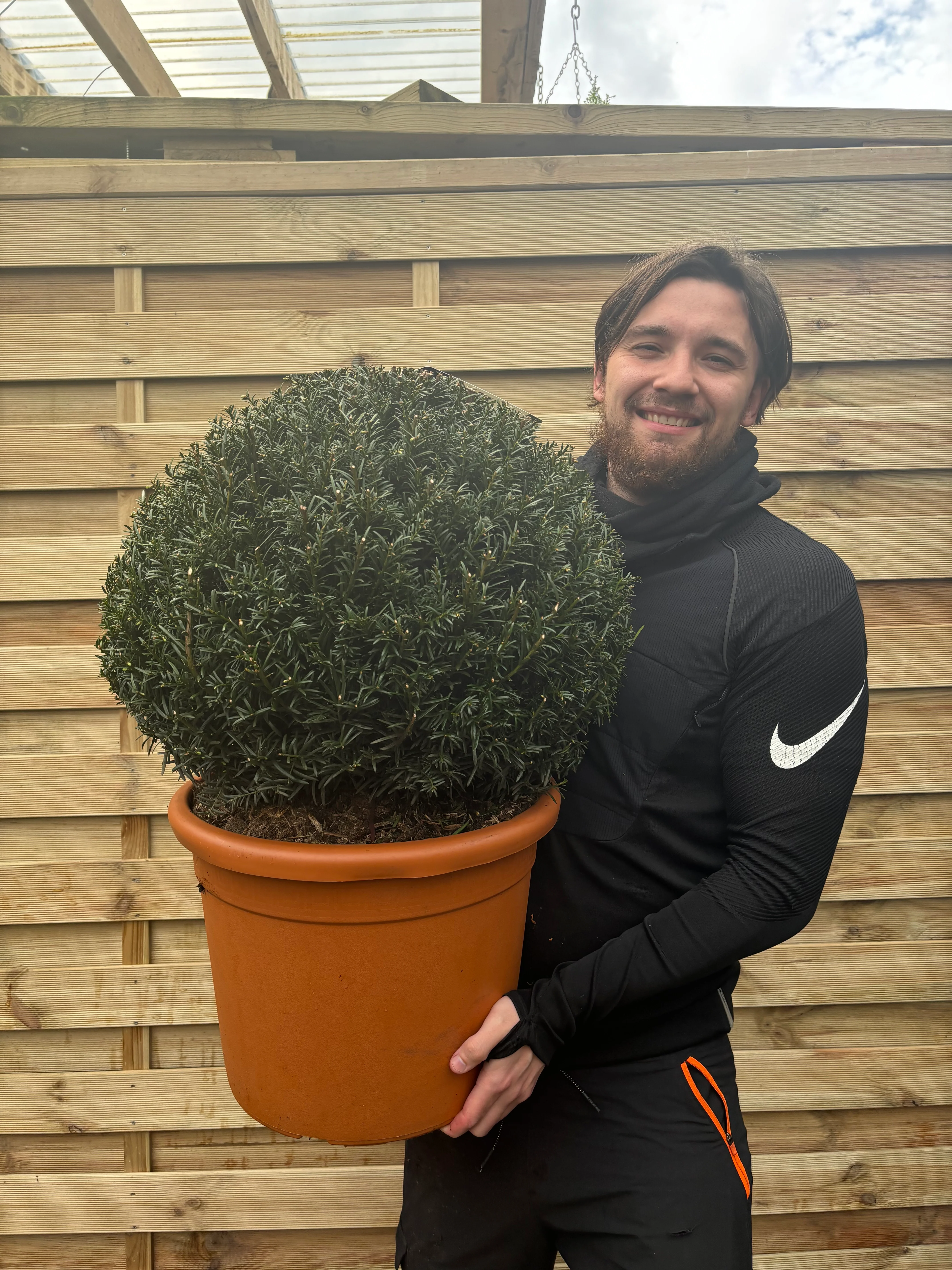 Yew Ball - Taxus Baccata Ball 6L / 7L / 10L / 22L - Image 5
